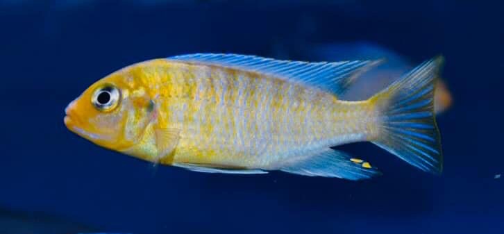 Maylandia glaucos 'Cobwe'